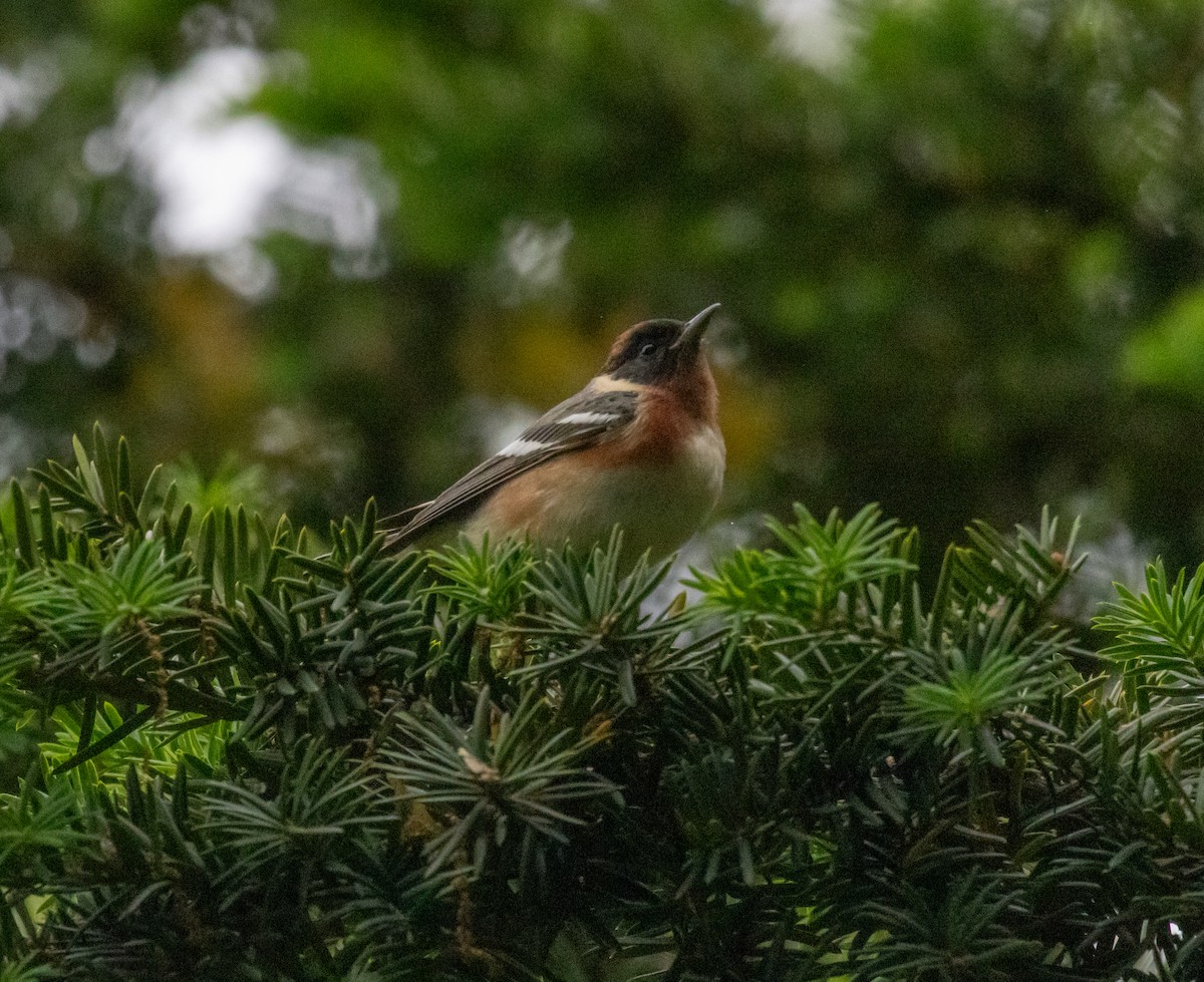 Bay-breasted Warbler - MCHL ____