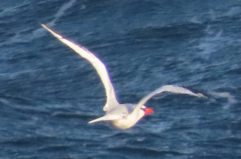 Red-billed Tropicbird - Rich Hoyer