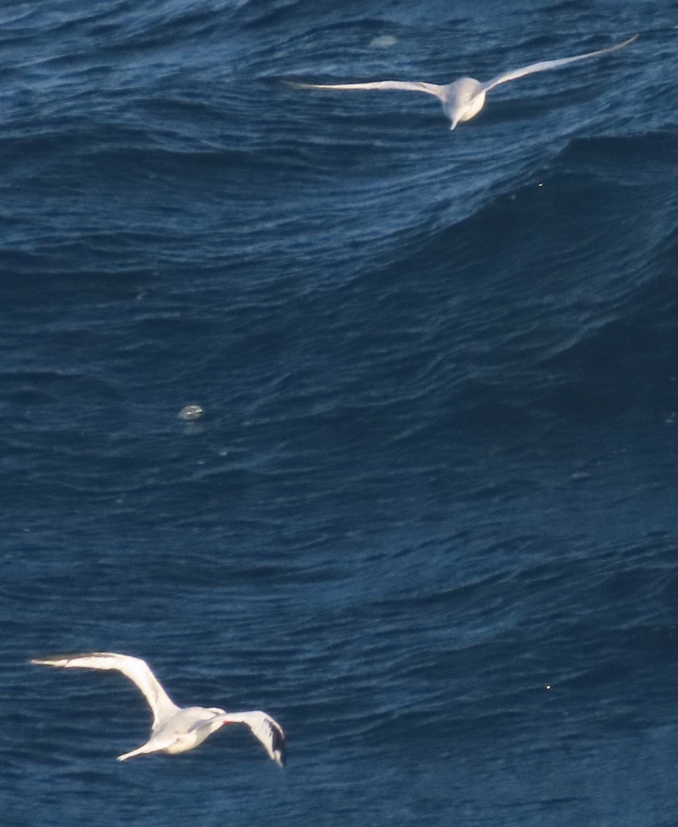 Red-billed Tropicbird - Rich Hoyer