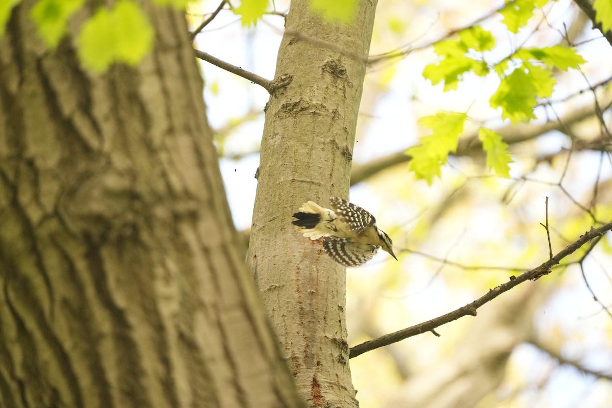 Hairy Woodpecker (Eastern) - M Kelly