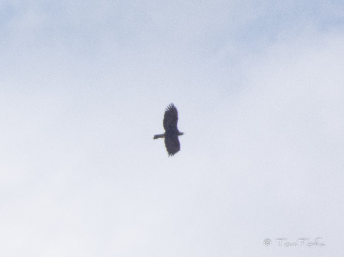 Golden Eagle - Antoni López-Arenas i Cama | @ornitofa