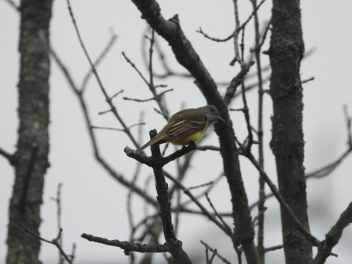 Great Crested Flycatcher - Kent Millham