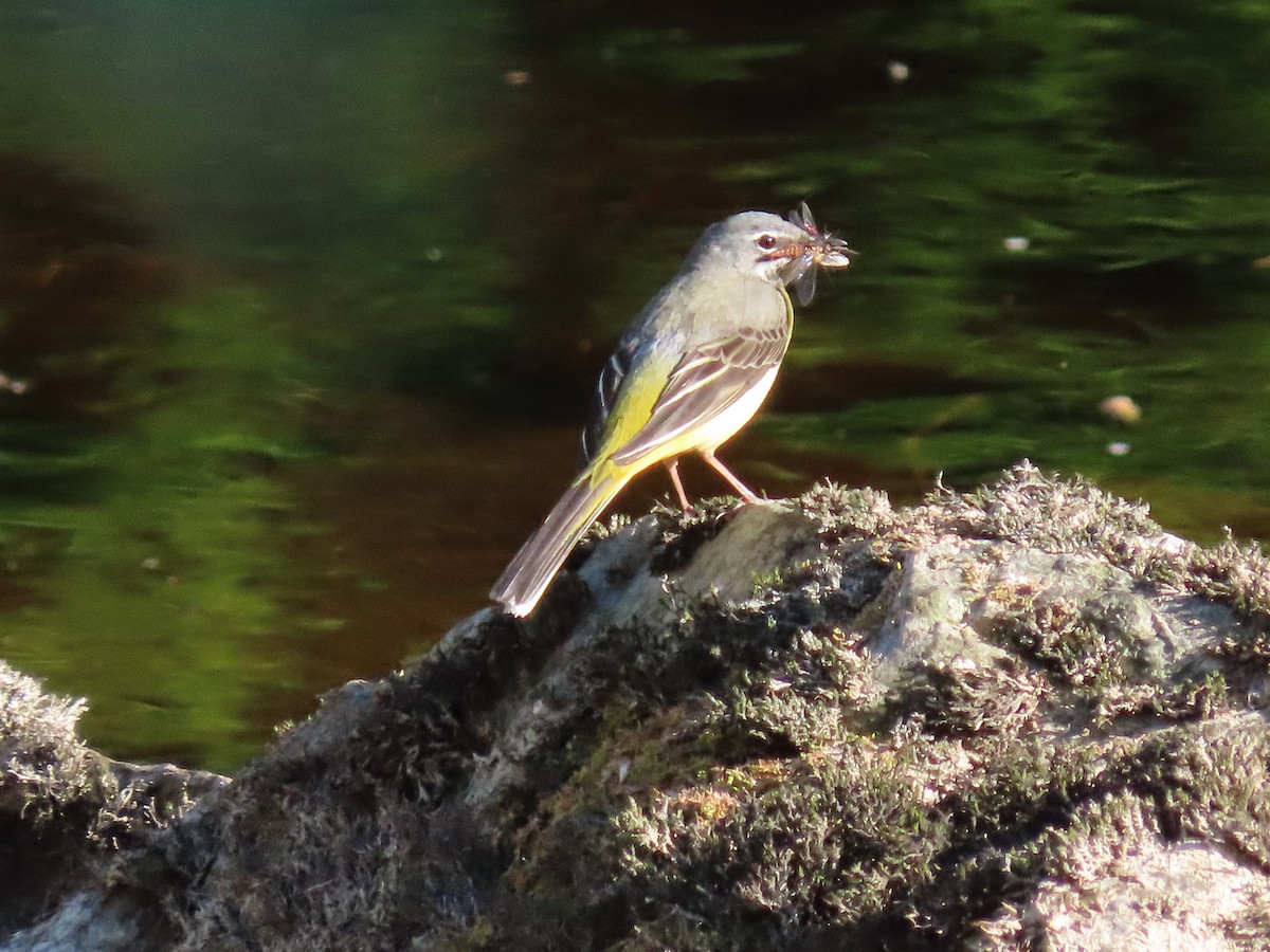 Gray Wagtail - Anonymous