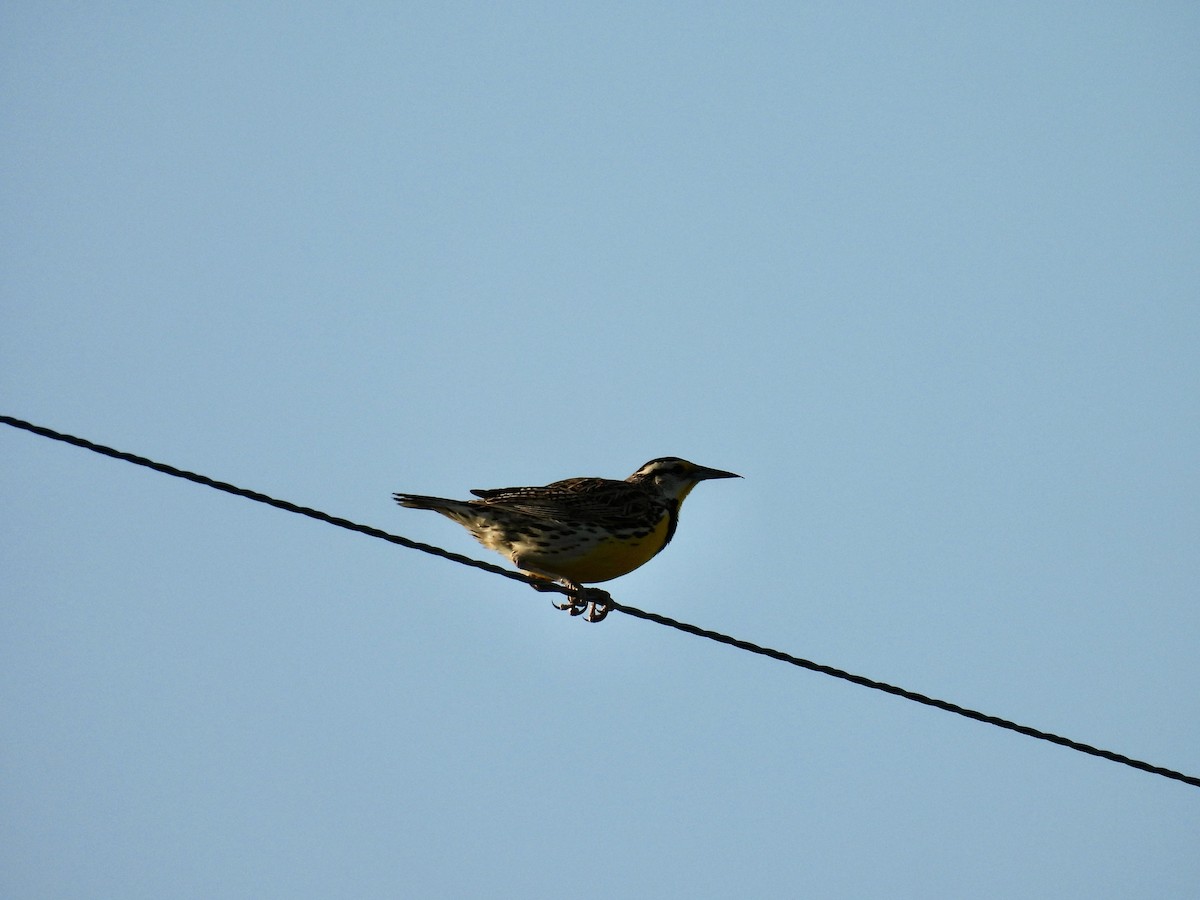 Eastern Meadowlark - ML619146342