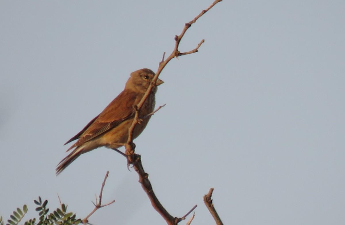 Eurasian Linnet - ML619146356