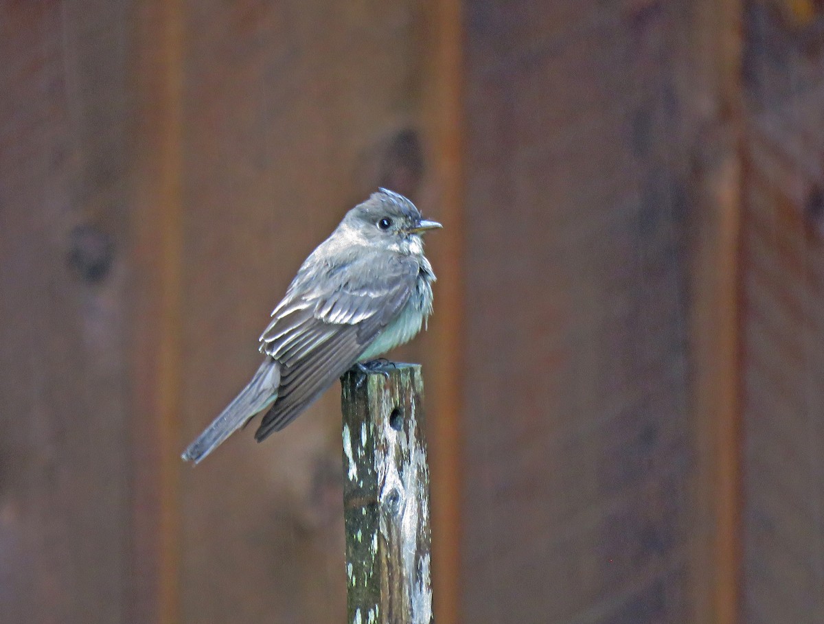 Western Wood-Pewee - Michael Morris