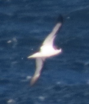 Hawaiian Petrel - Rich Hoyer