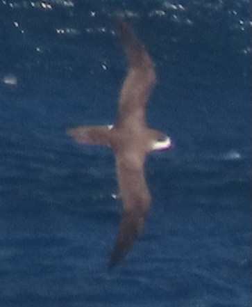 Hawaiian Petrel - Rich Hoyer