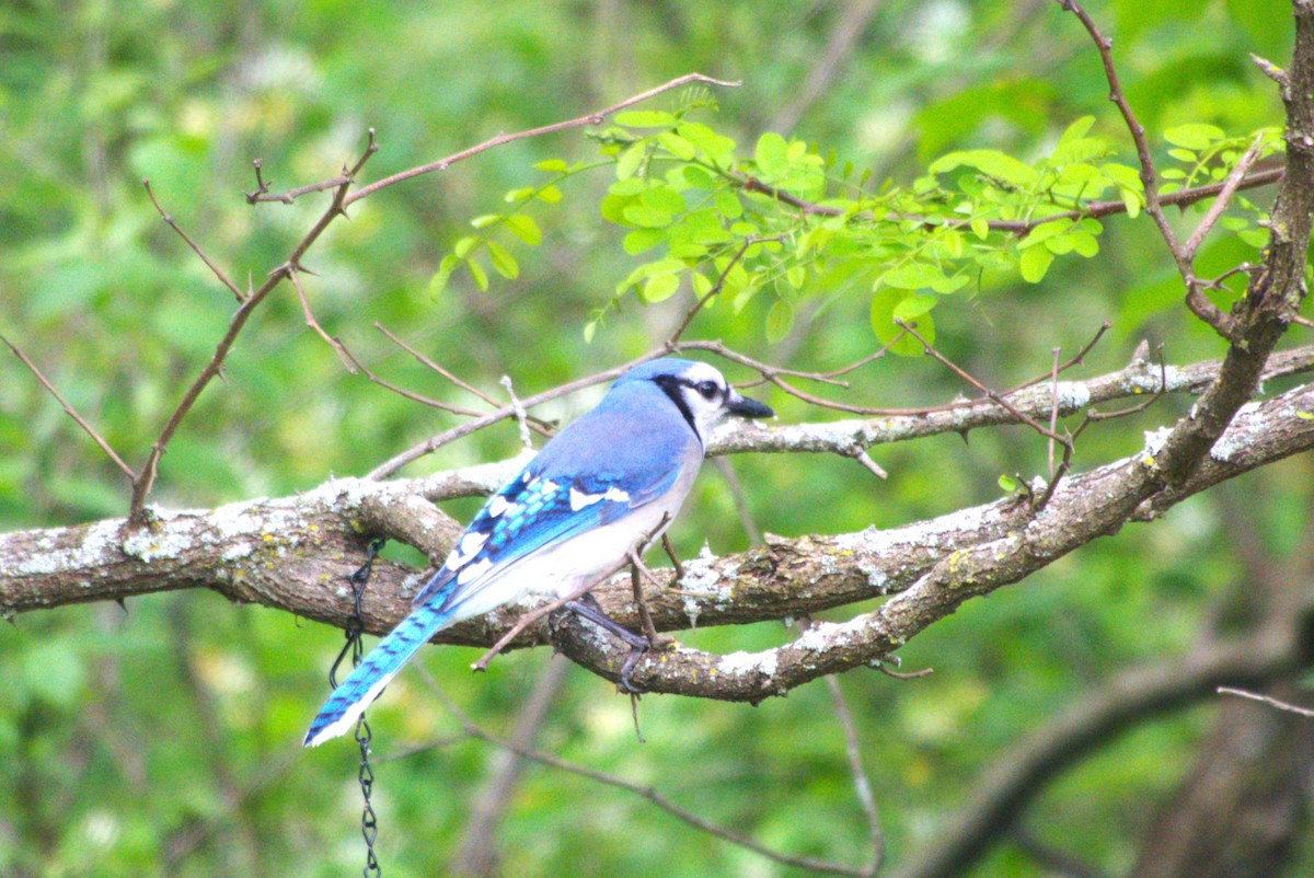 Blue Jay - Julie Perry