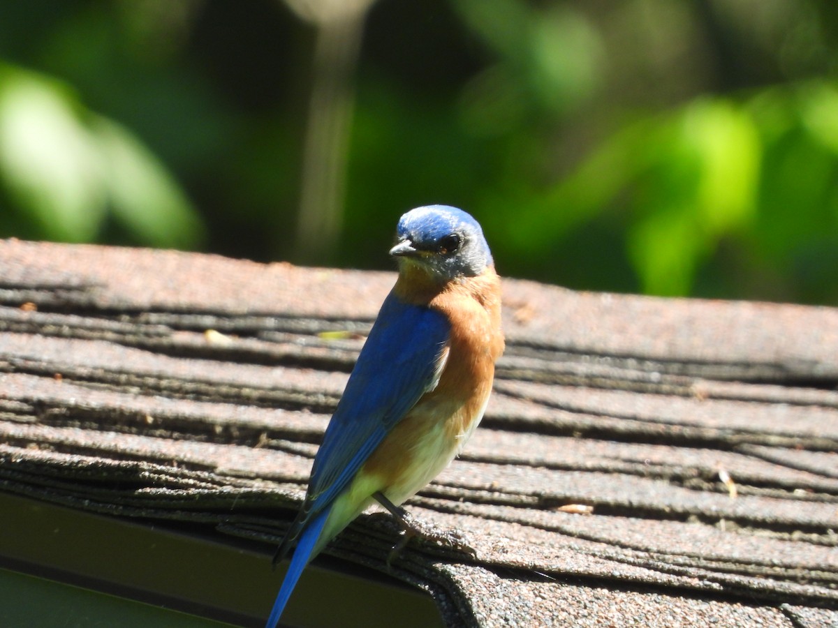 Eastern Bluebird - Kent Millham