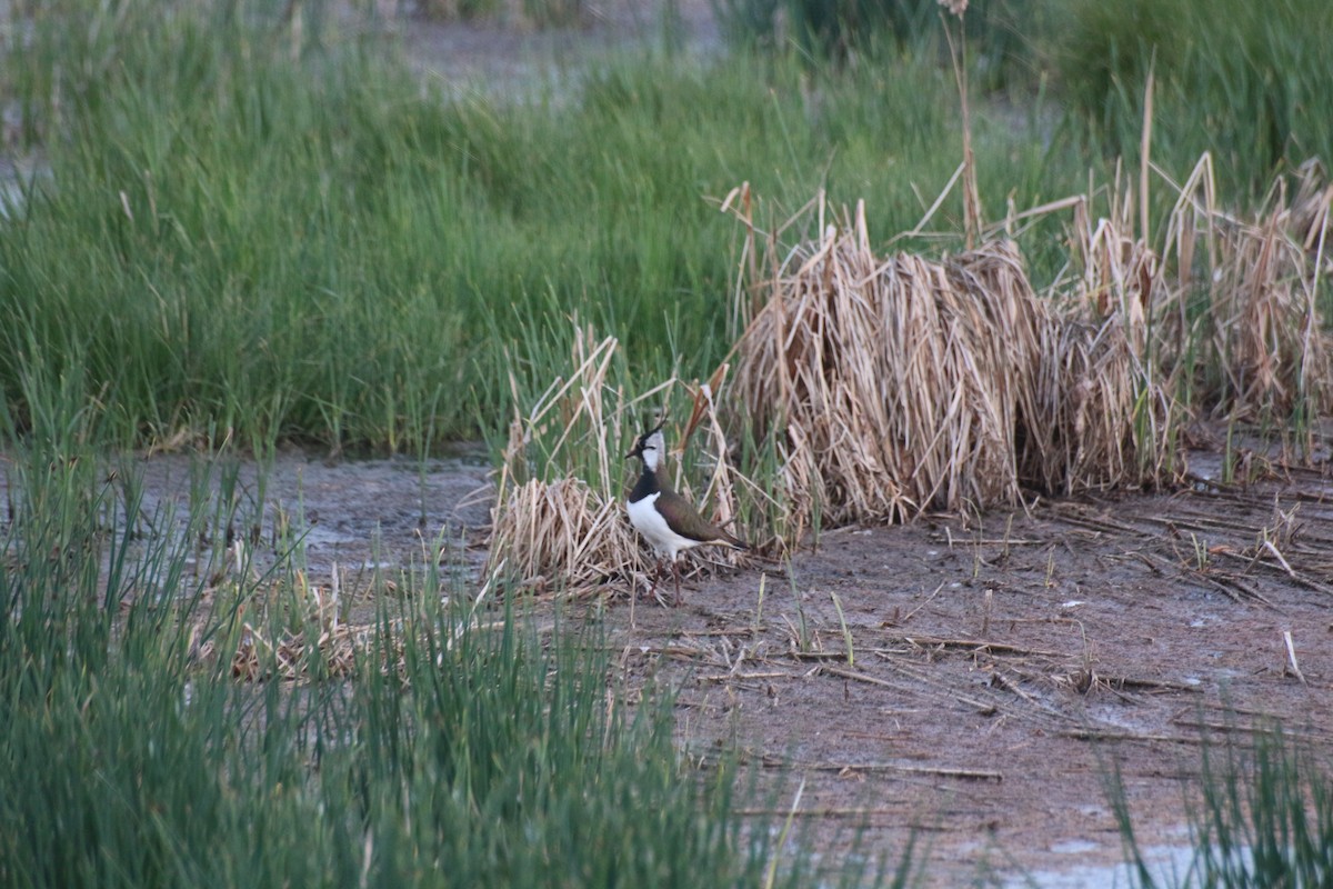 Northern Lapwing - ML619146401