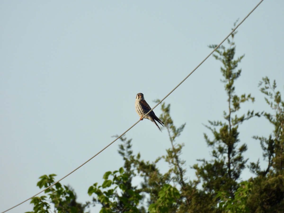 American Kestrel - ML619146408