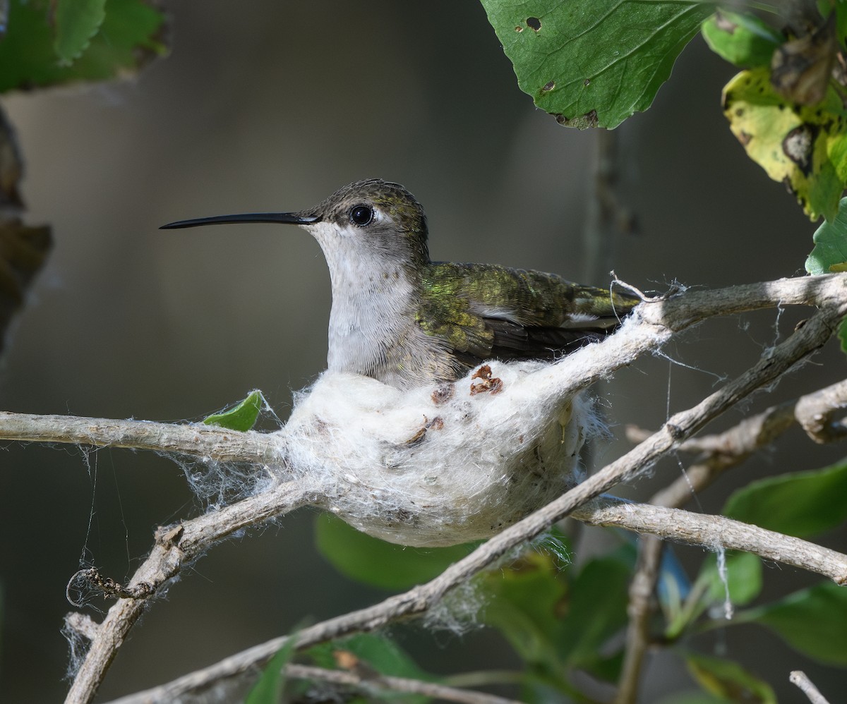 Black-chinned Hummingbird - ML619146411
