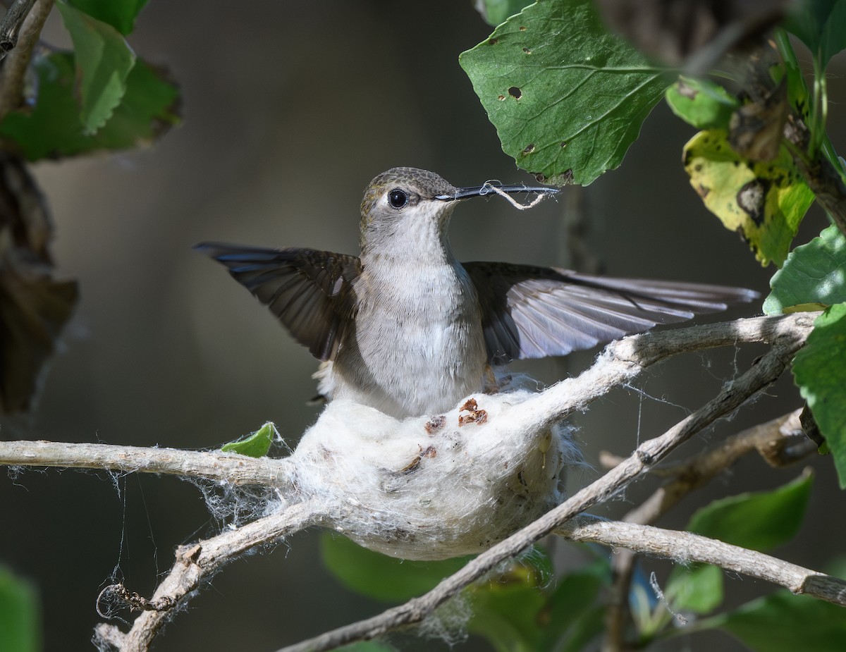 Black-chinned Hummingbird - Joshua Greenfield