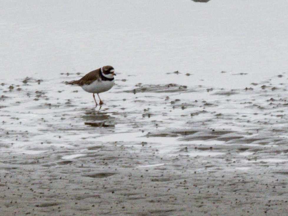 Semipalmated Plover - Michael Krall