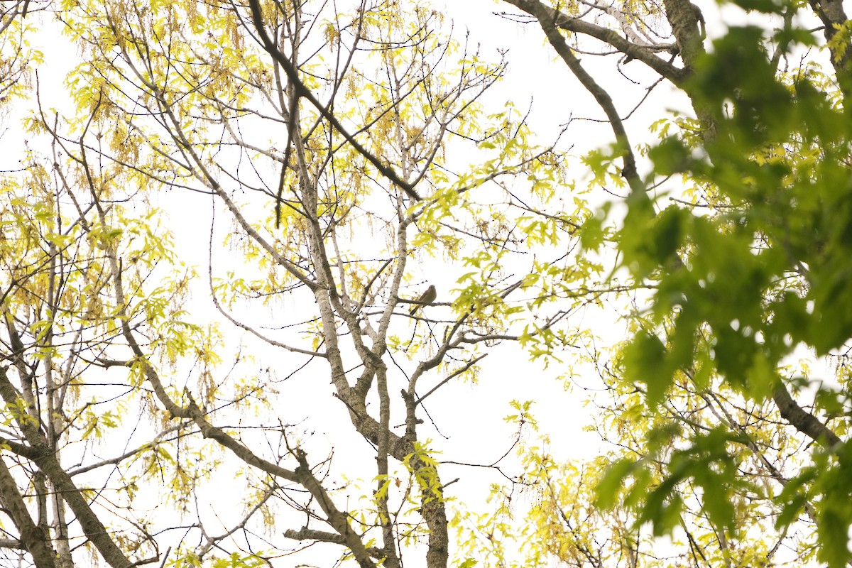Orange-crowned Warbler (Gray-headed) - M Kelly
