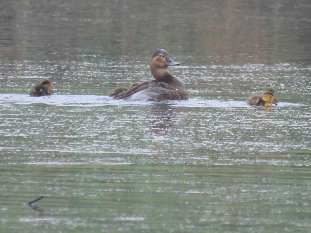 Common Pochard - Jennifer Wilson-Pines