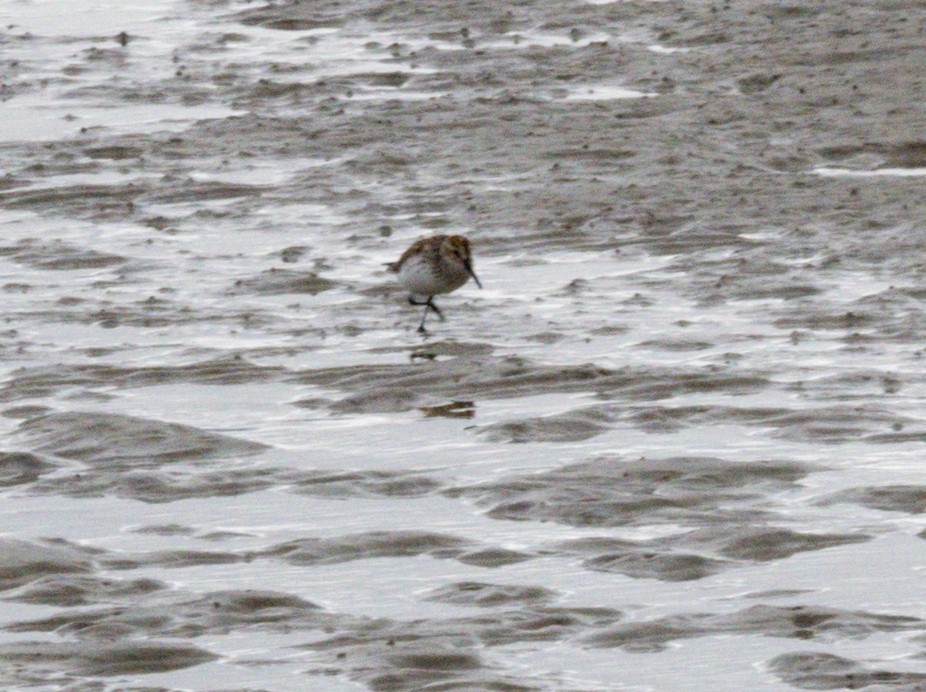 Western Sandpiper - Michael Krall