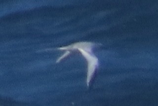 Red-billed Tropicbird - Rich Hoyer