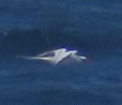 Red-billed Tropicbird - Rich Hoyer