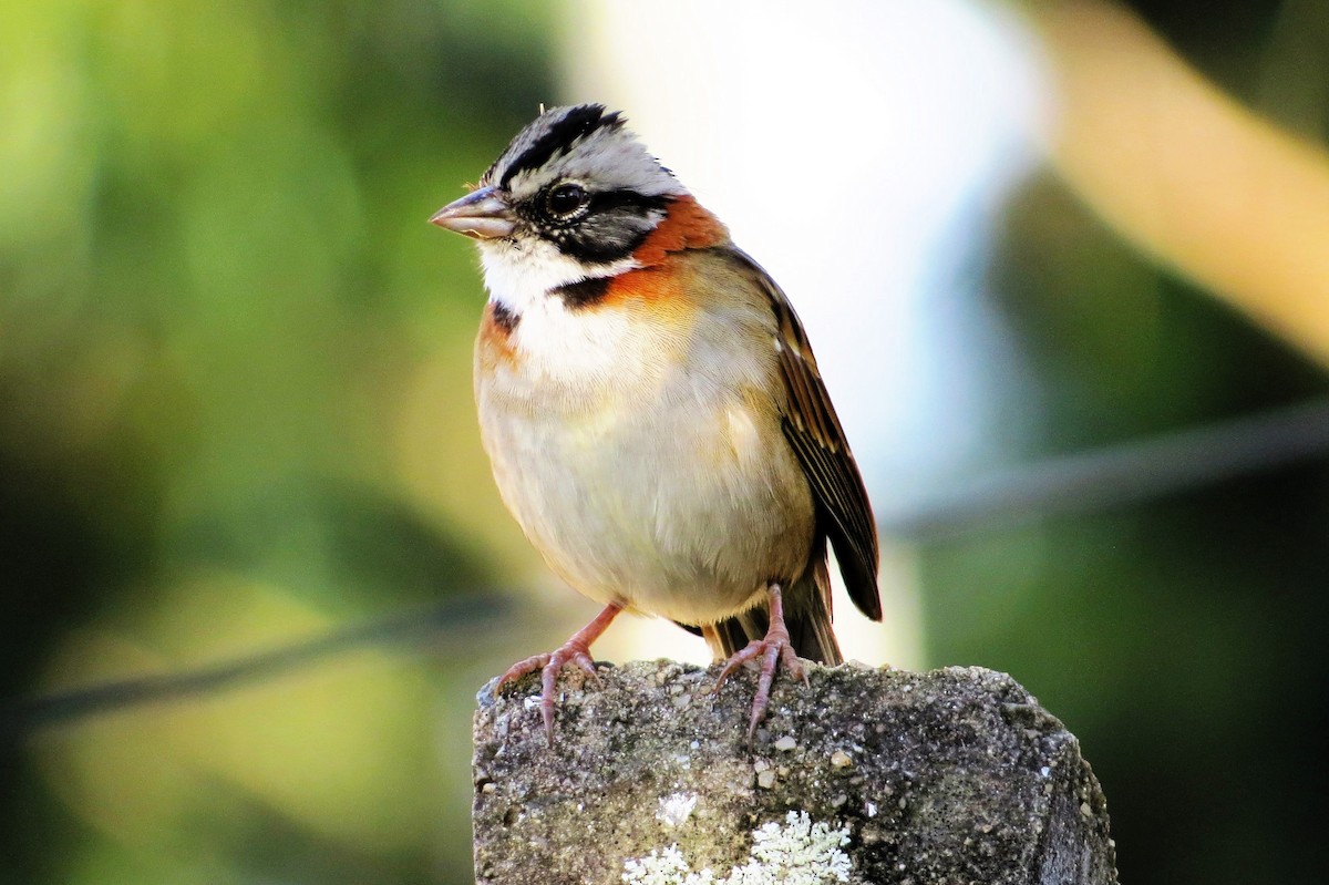 Rufous-collared Sparrow - André Tostes Tostes