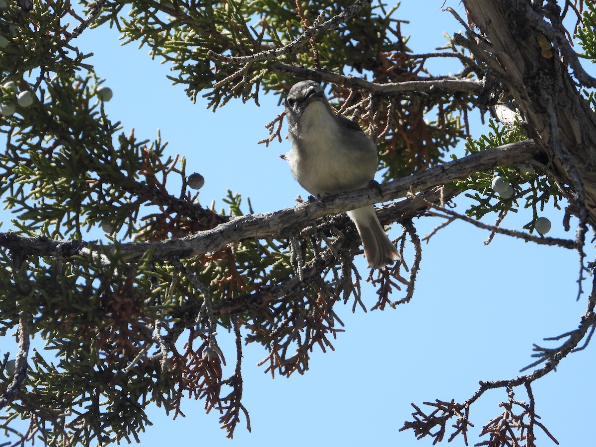 Plumbeous Vireo - Tom Wuenschell