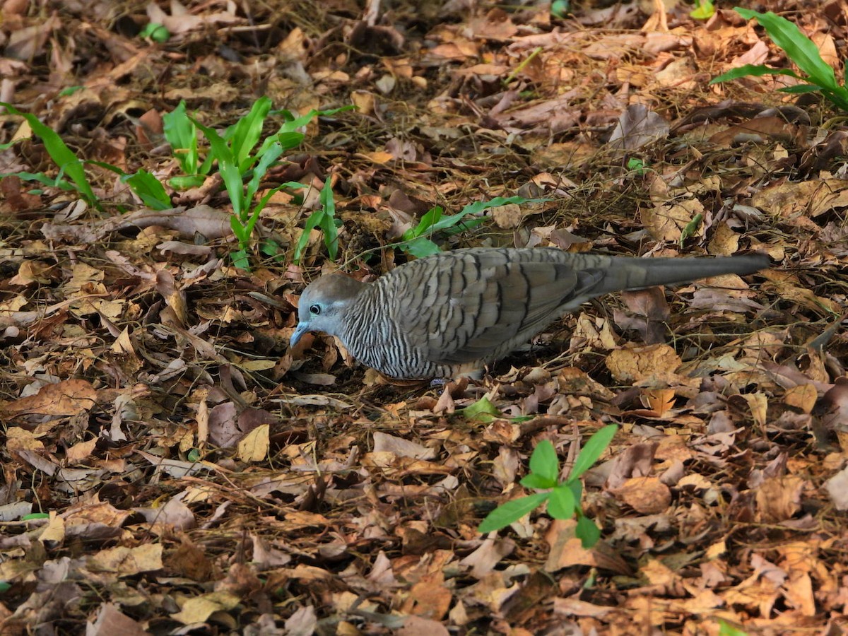 Zebra Dove - xinxing xie