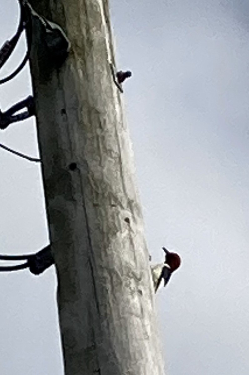 Red-headed Woodpecker - ML619146561
