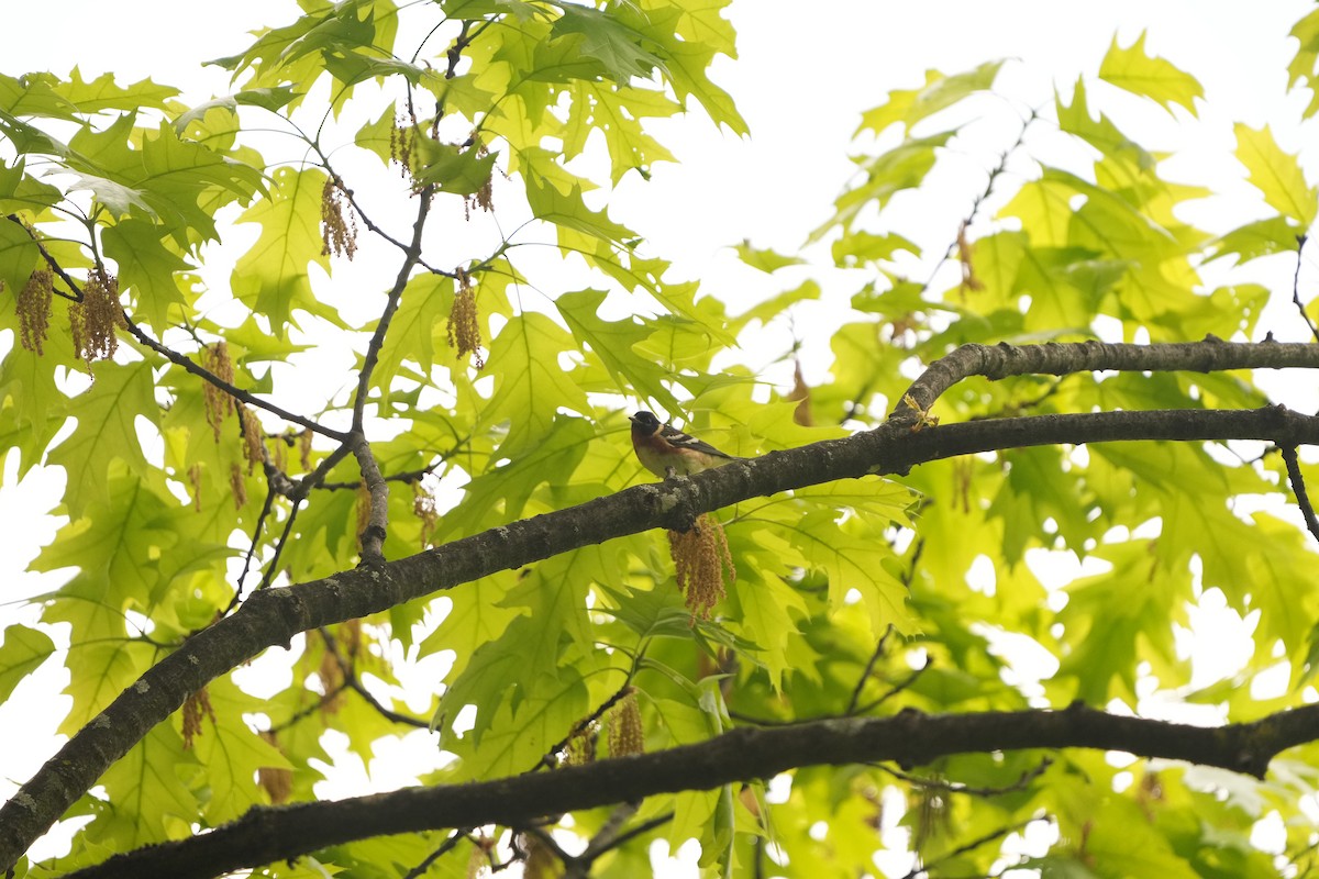 Bay-breasted Warbler - M Kelly