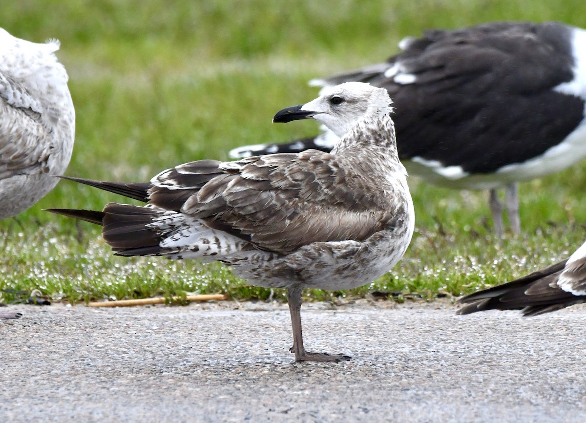 Lesser Black-backed Gull - Sue Palmer