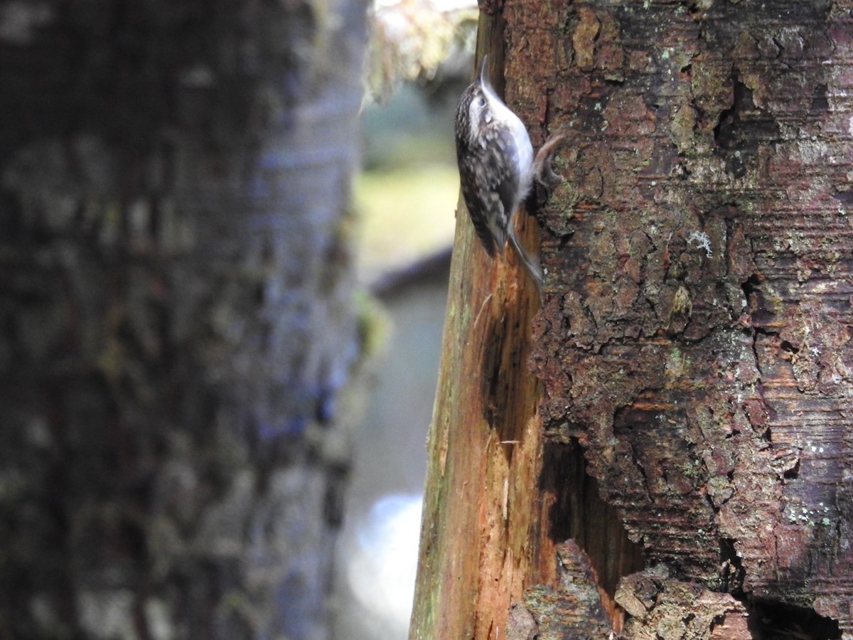 Brown Creeper - Becky Boley