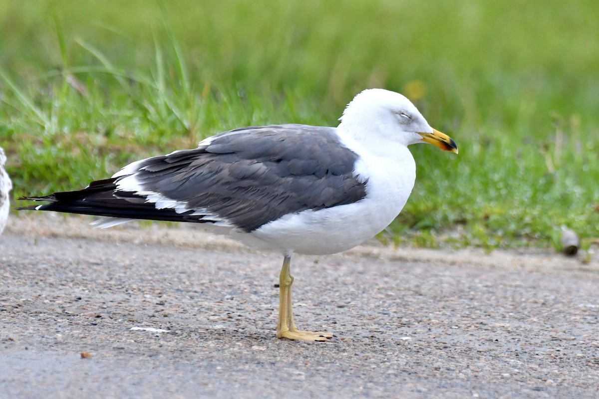Lesser Black-backed Gull - Sue Palmer