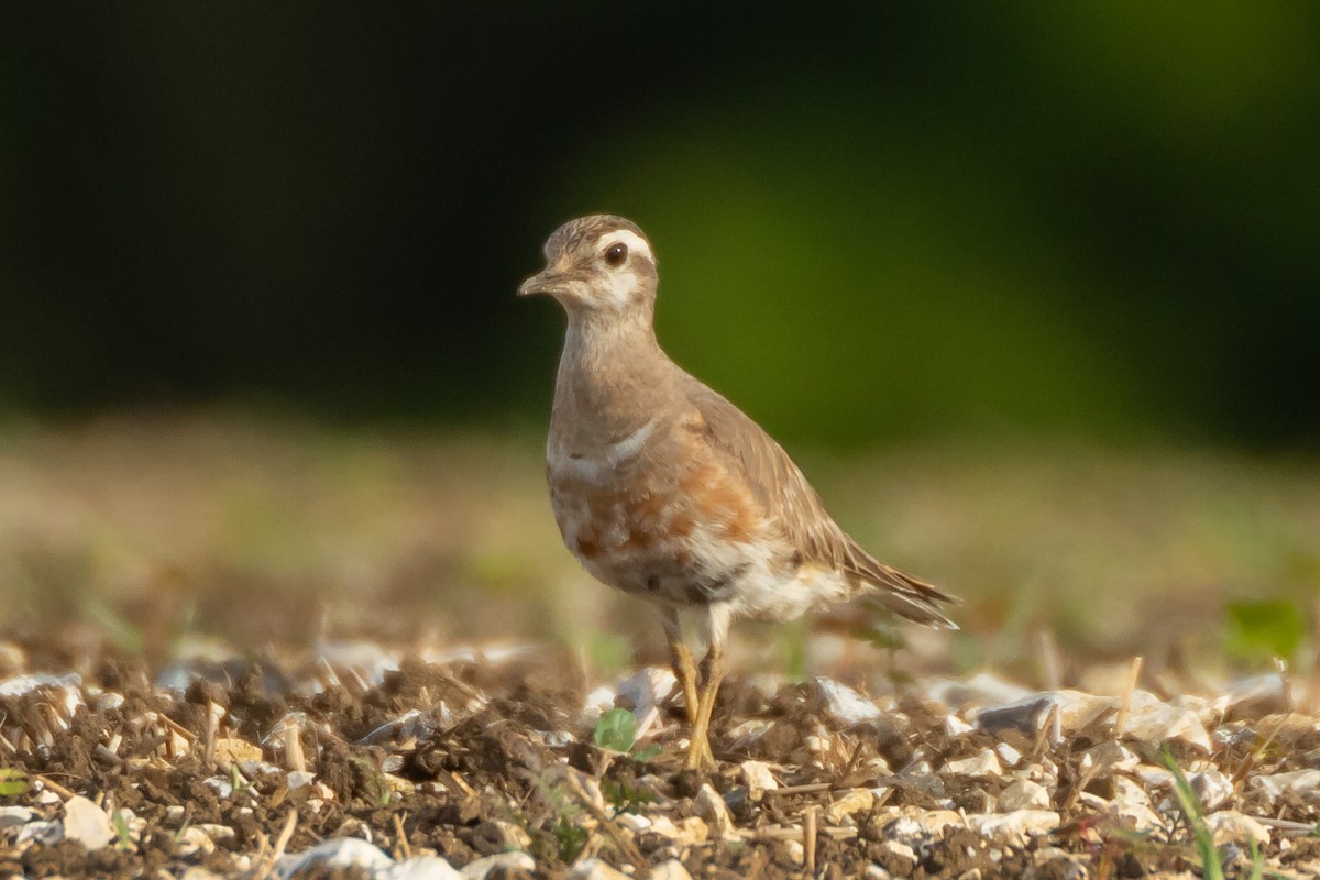 Eurasian Dotterel - Jack Pettit