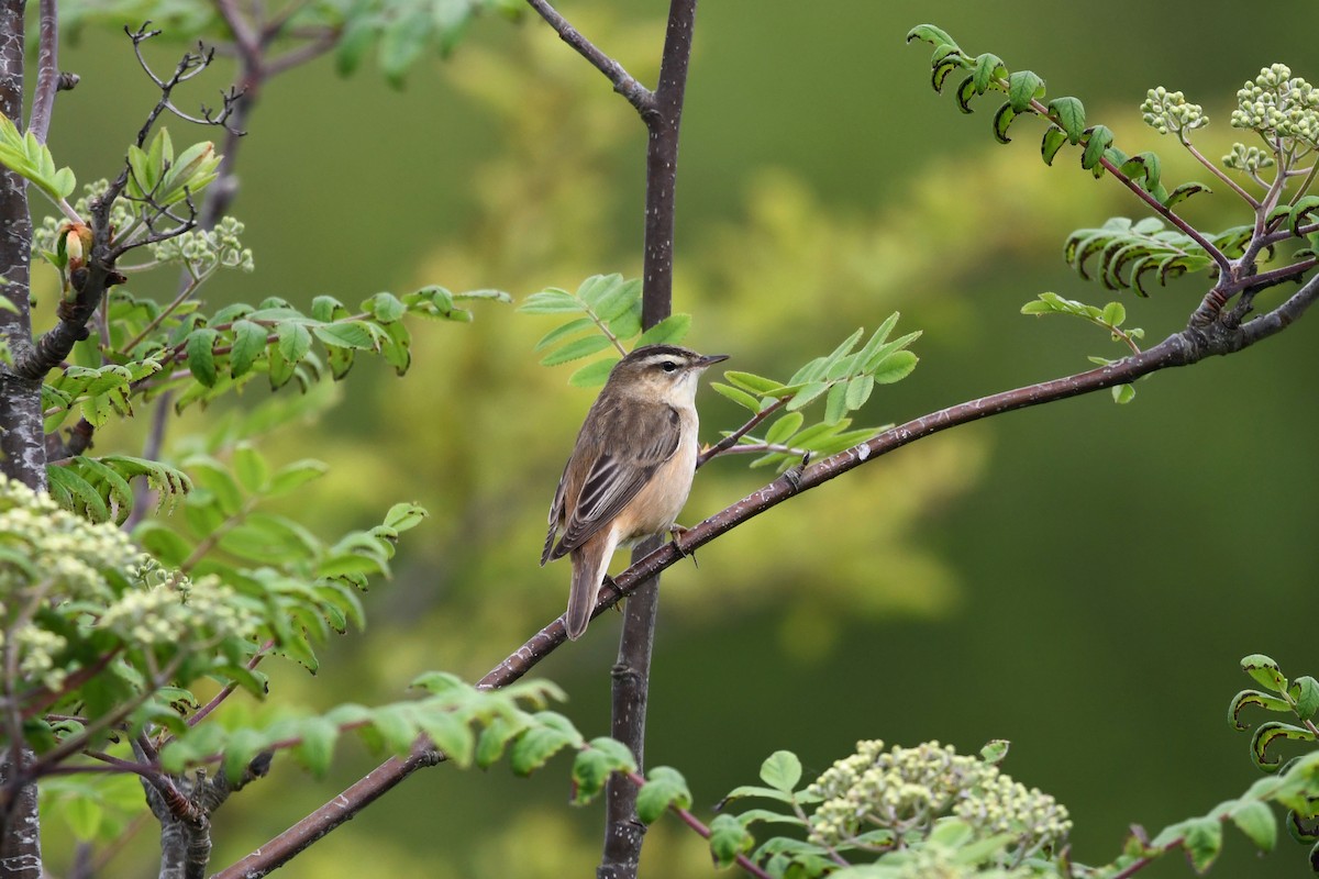 Sedge Warbler - ML619146590