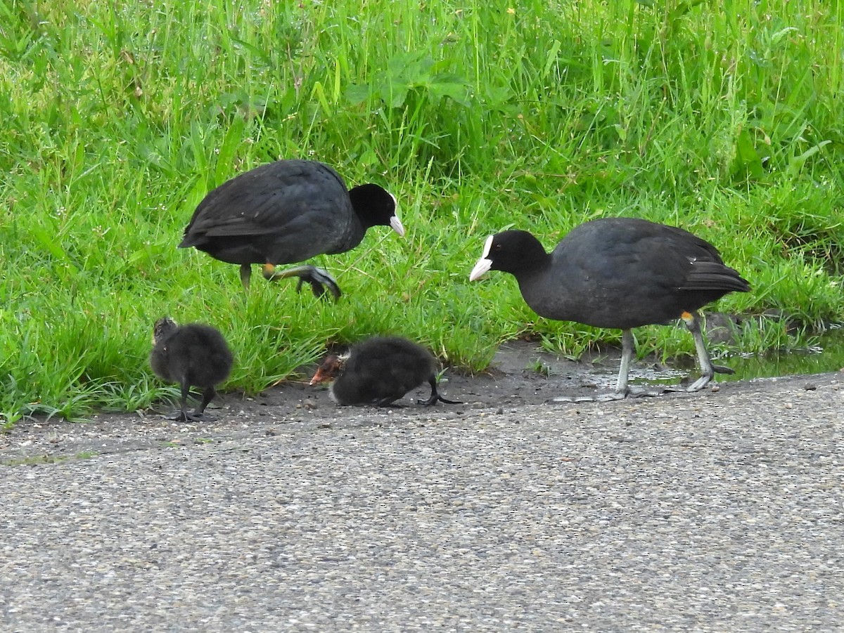 Eurasian Coot - Jennifer Wilson-Pines