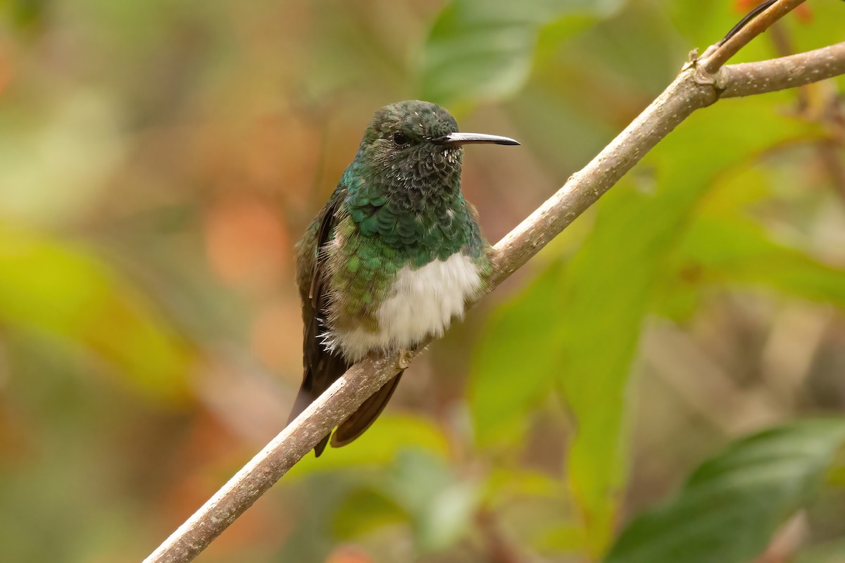 Snowy-bellied Hummingbird - ML619146595