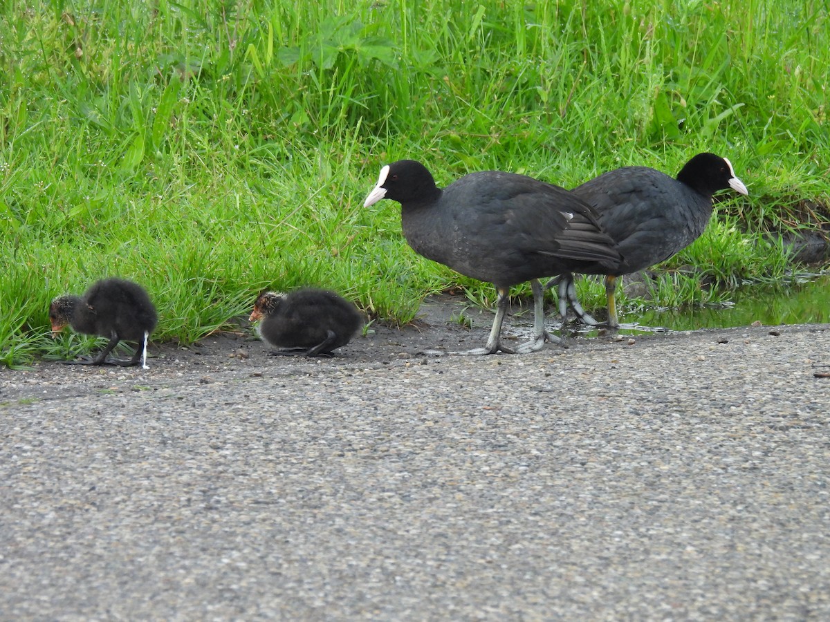 Eurasian Coot - Jennifer Wilson-Pines