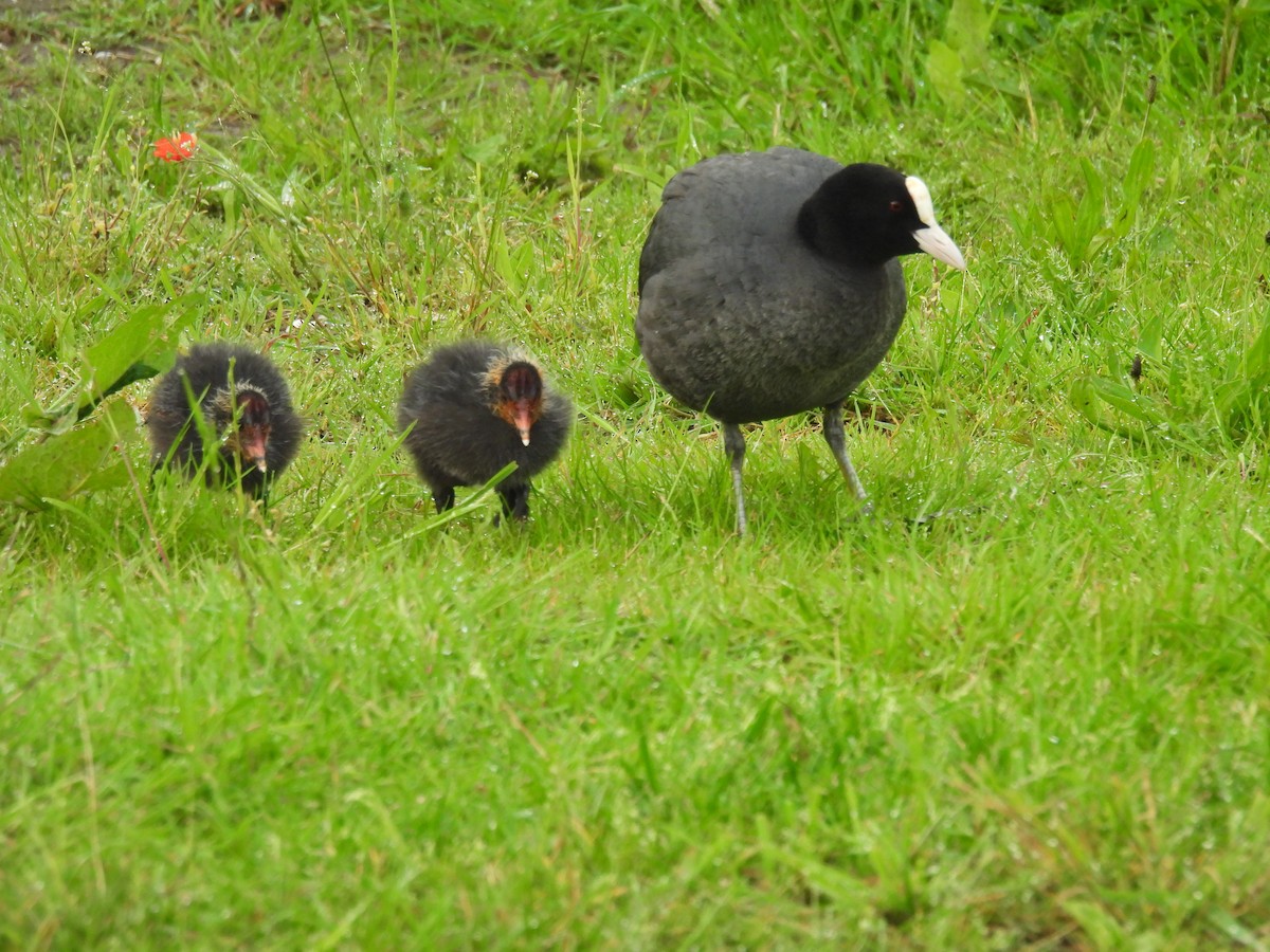 Eurasian Coot - Jennifer Wilson-Pines