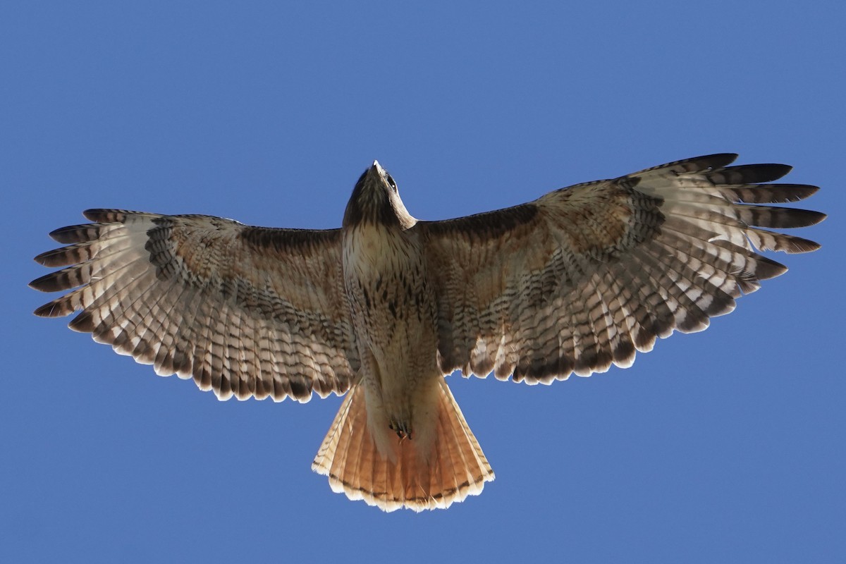 Red-tailed Hawk - Chris Daniels