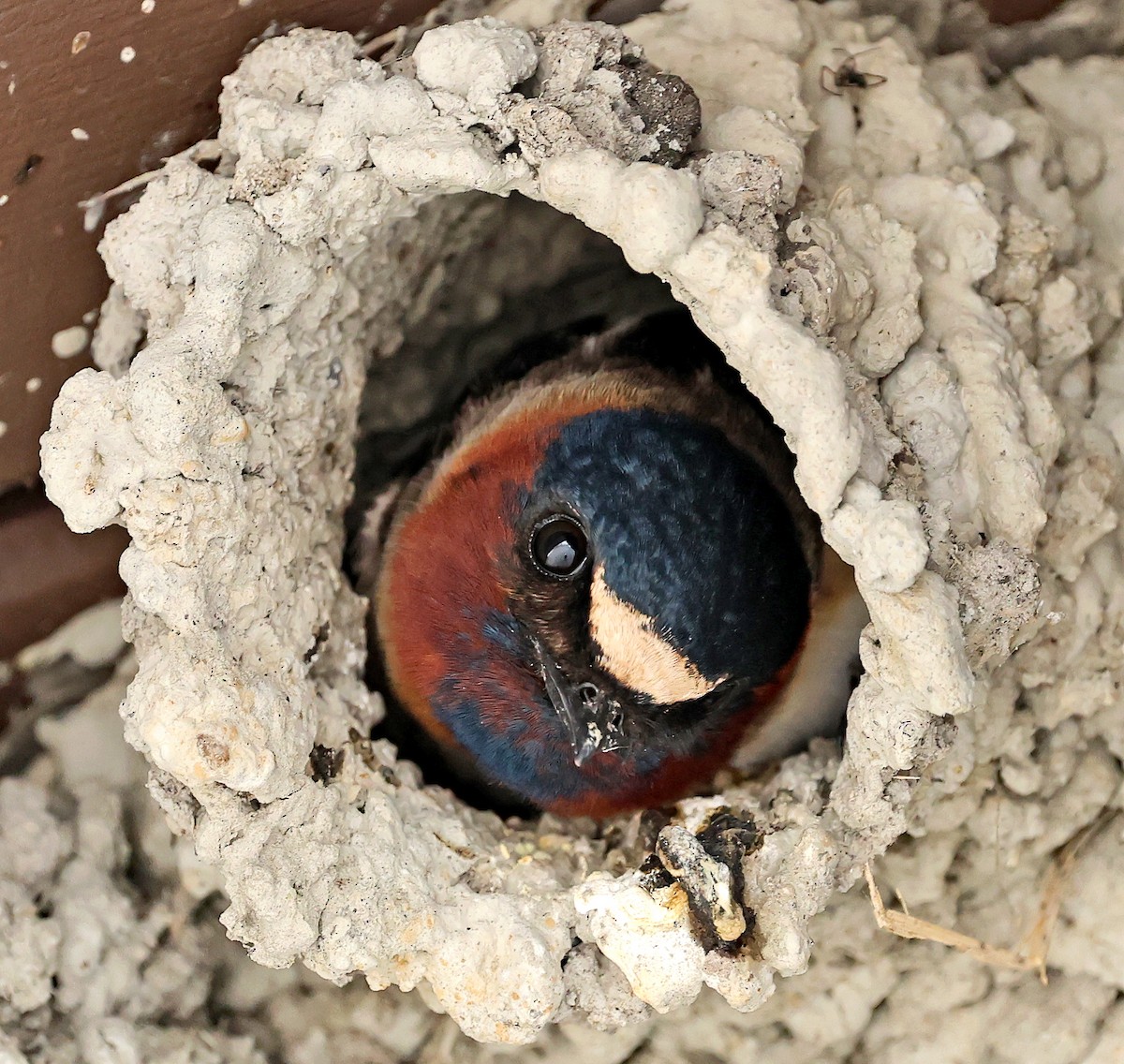 Cliff Swallow - Helga Knote