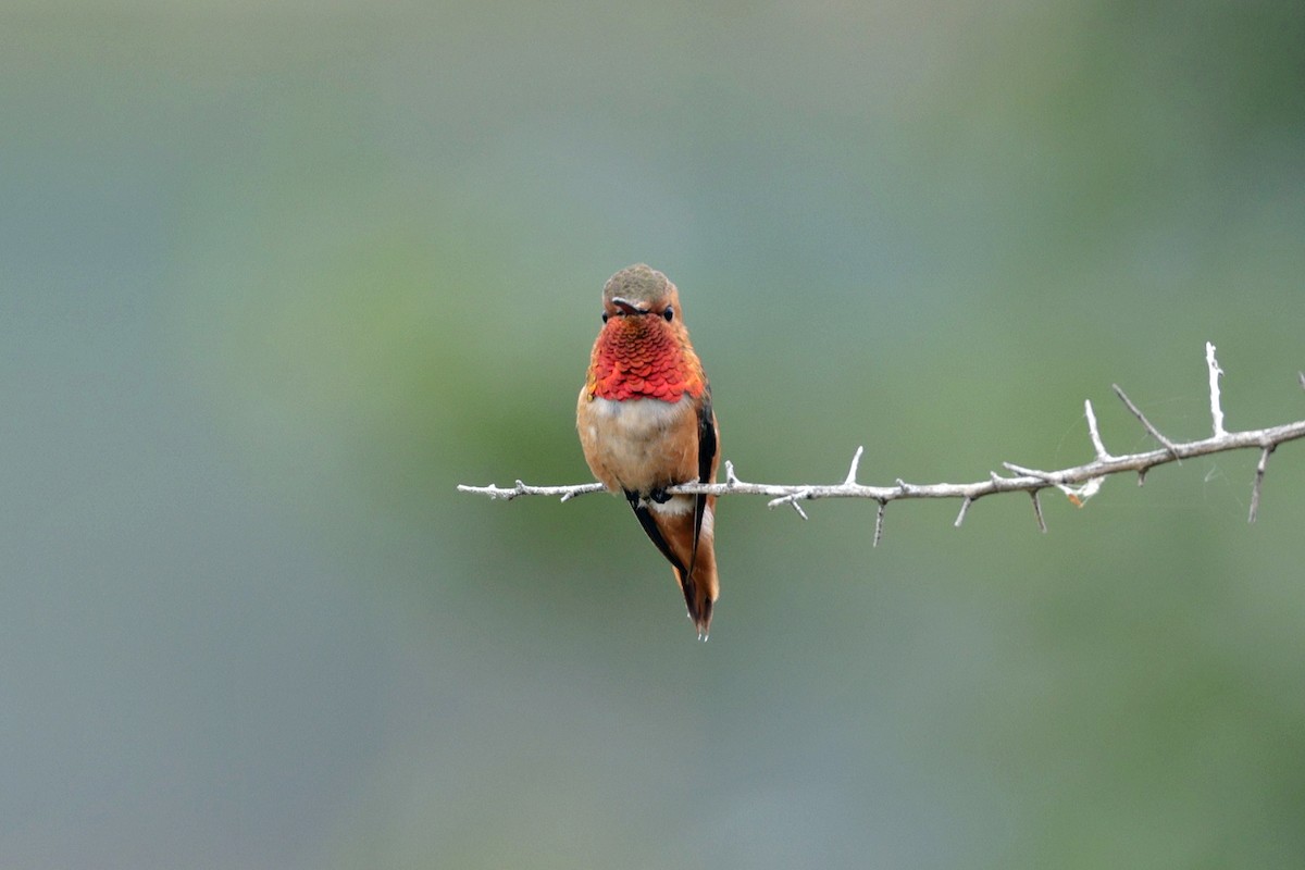 Allen's Hummingbird - Charlie Keller