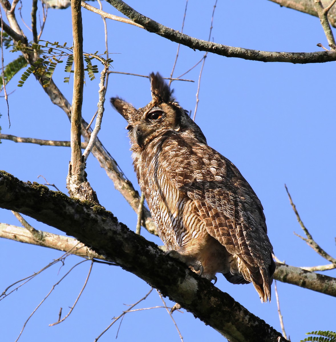 Great Horned Owl - Richard Greenhalgh