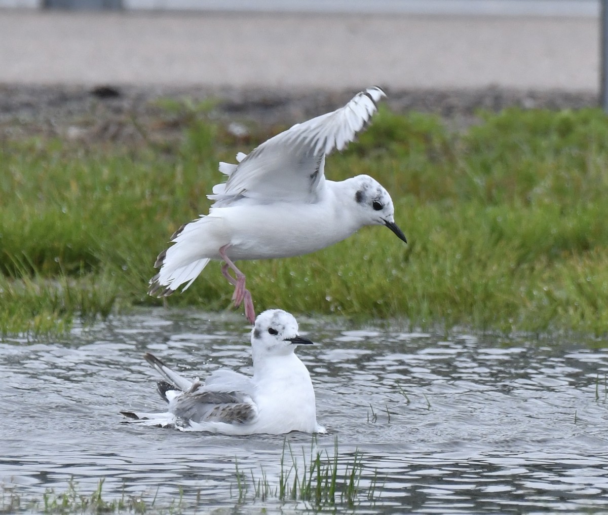 Bonaparte's Gull - Sue Palmer