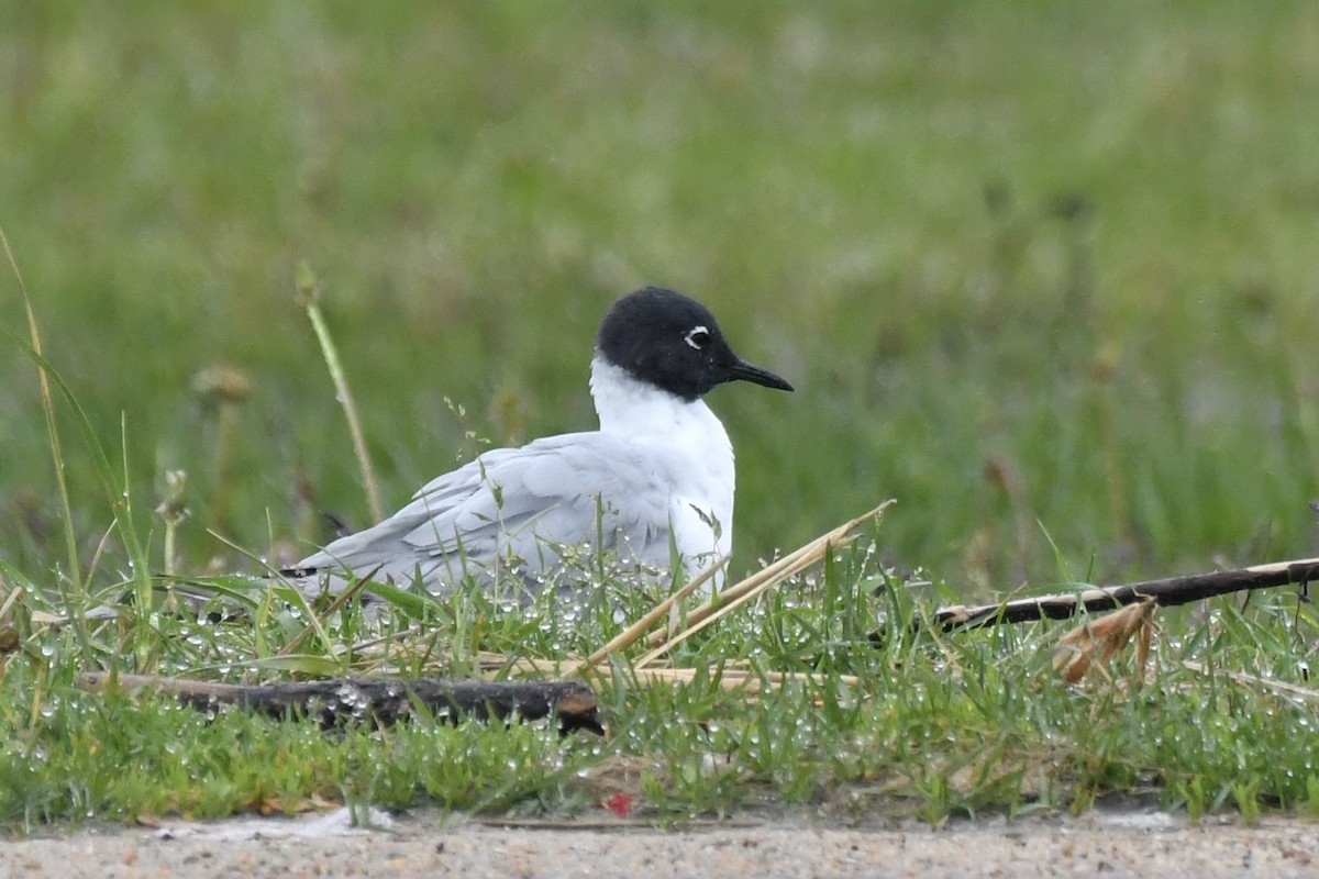 Bonaparte's Gull - Sue Palmer