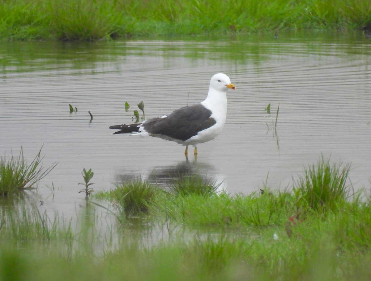 Lesser Black-backed Gull - Jennifer Wilson-Pines