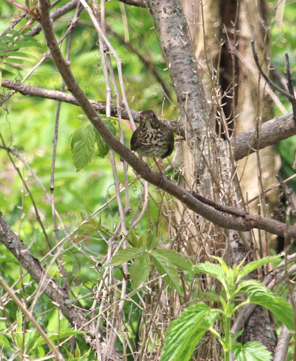 Gray-cheeked Thrush - Steve Charbonneau