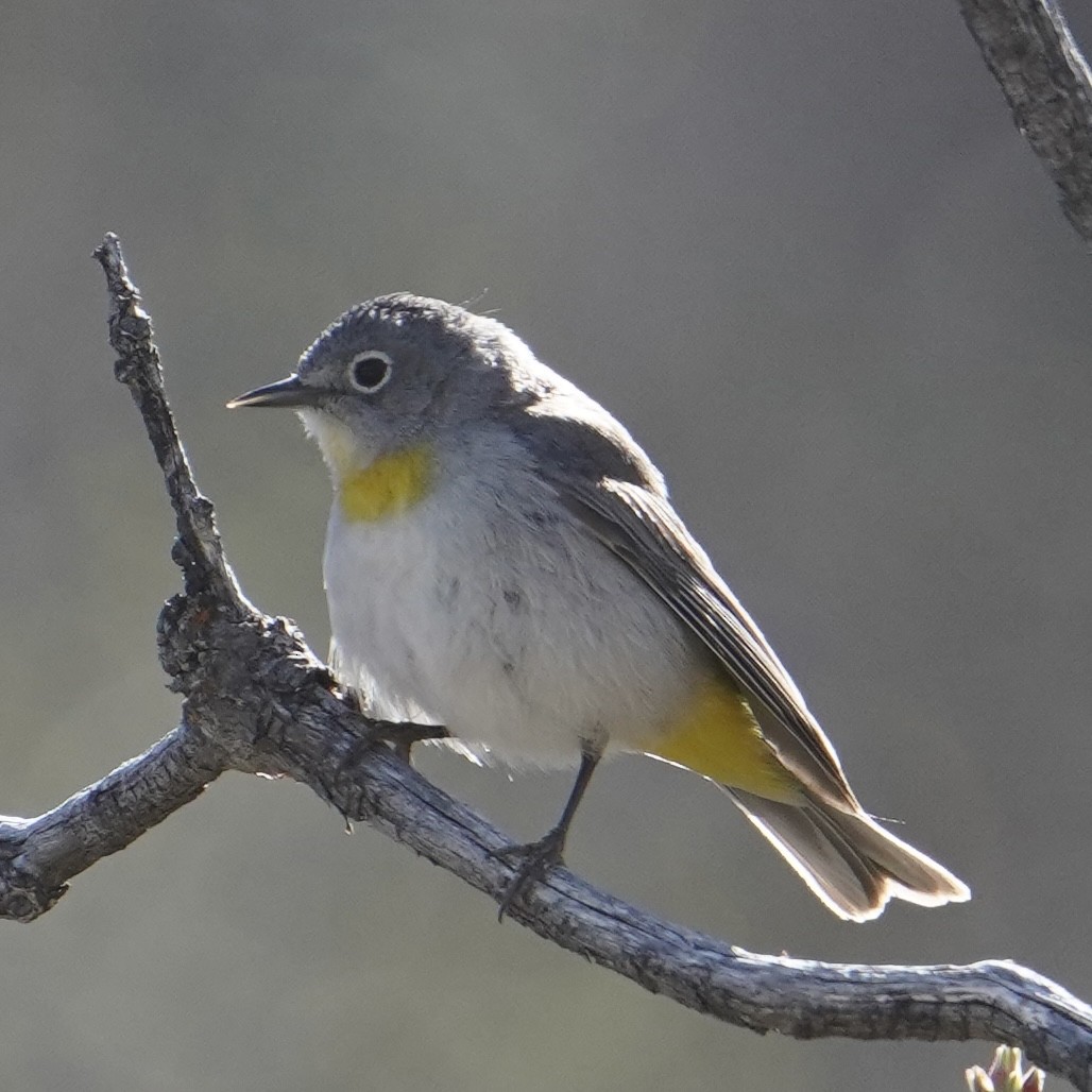 Virginia's Warbler - ML619146686