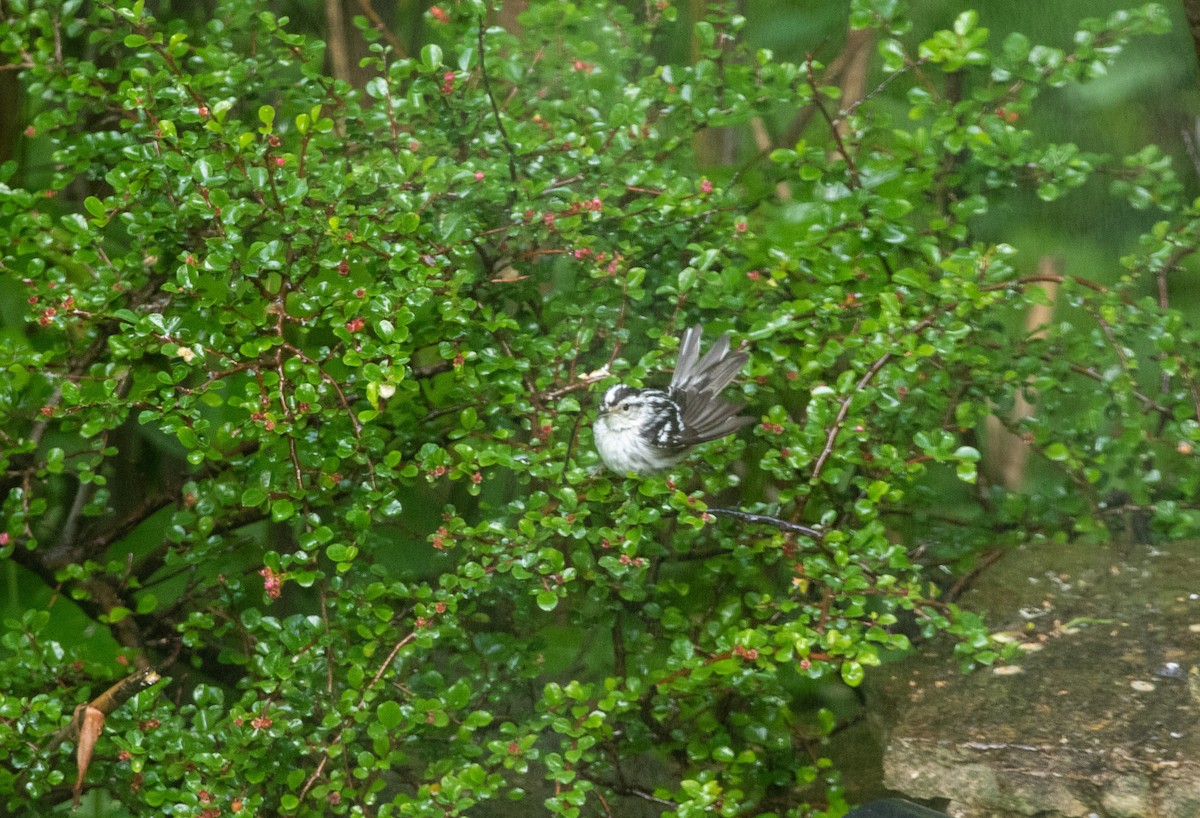 Black-and-white Warbler - Jill S. A