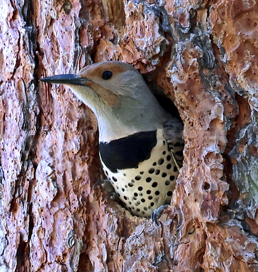 Northern Flicker (Red-shafted) - Helga Knote