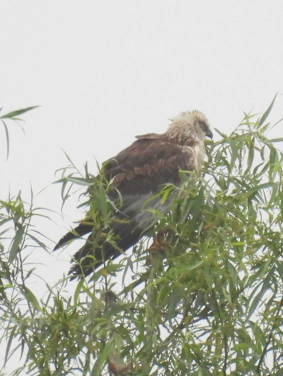 Western Marsh Harrier - Jennifer Wilson-Pines